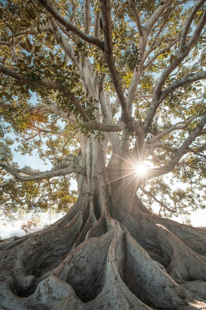 pexels photo 2422916 2422916 Stunning low angle view of a majestic tree with sunburst filtering through lush branches.